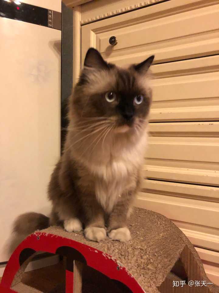 重点色布偶最黑能多黑?