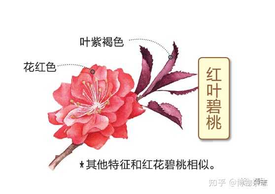 如何区别桃花 杏花 李花 樱花 梨花和梅花 知乎 如何区别桃花 杏花 李花 樱花 梨花和梅花 知乎