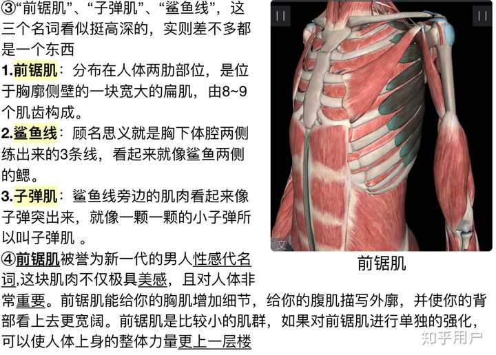 如何评价木子洋的身材? - 知乎