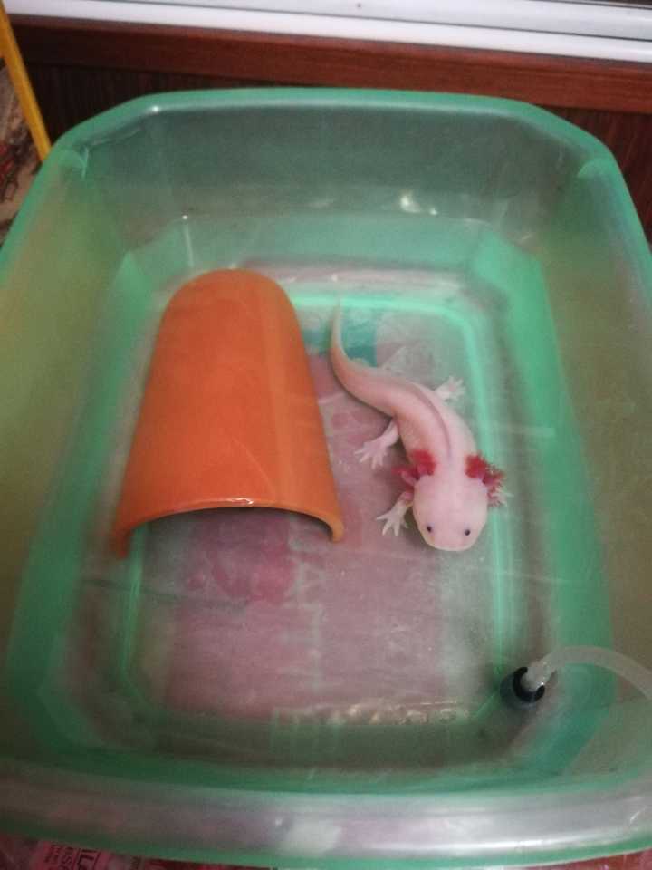 现在已经是小肥崽一只(ω)