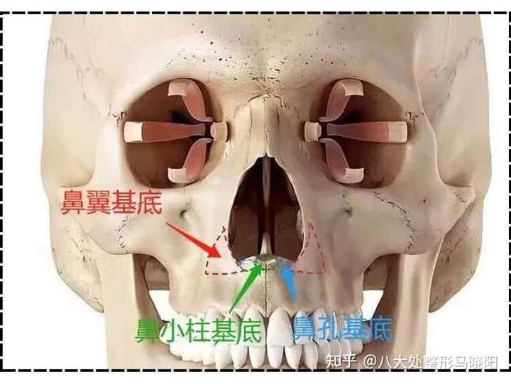 鼻基底和鼻唇沟有什么区别？ - 知乎