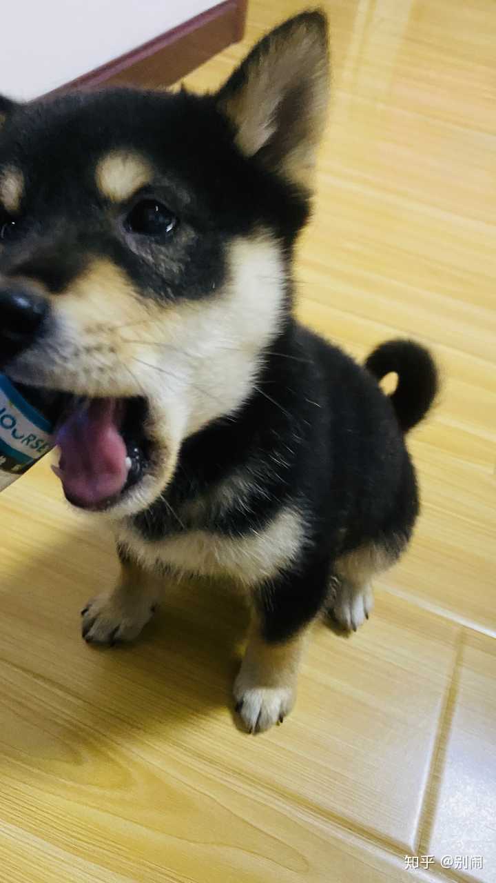 如何分辨柴犬的品相 知乎 如何分辨柴犬的品相 知乎