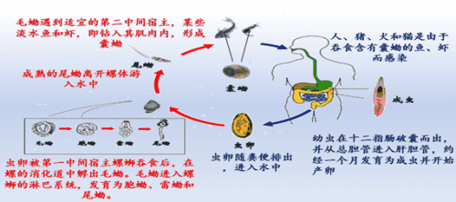 寄生虫病有多可怕 知乎