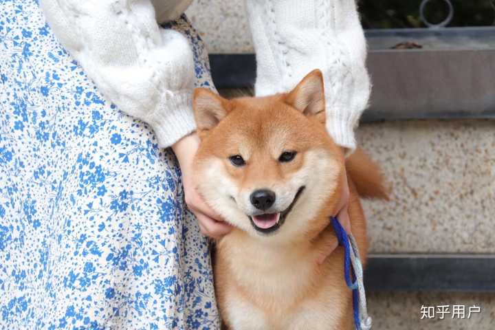 如何购买一只优秀的黑柴,黑柴价格目前是多少? - 知乎