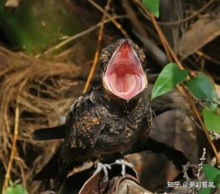 成都多地深夜惊现神秘「哒哒」声，专家称夜鹰在唱情歌，为什么它喜欢在夜间鸣叫？ - 知乎