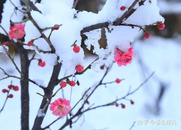 如何看待《雪梅》这首古诗? - 知乎
