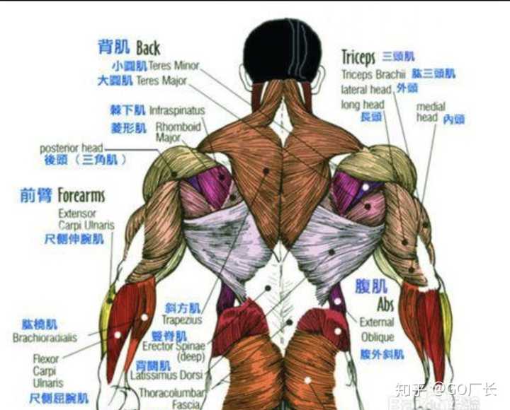 如何系统的锻炼背部肌肉 知乎