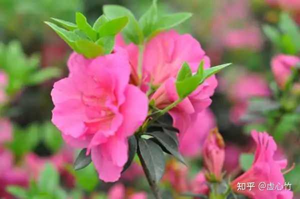 杜鹃花来吃，吃起来酸酸甜甜的，现在已经长大依然对于那花还是无法忘怀