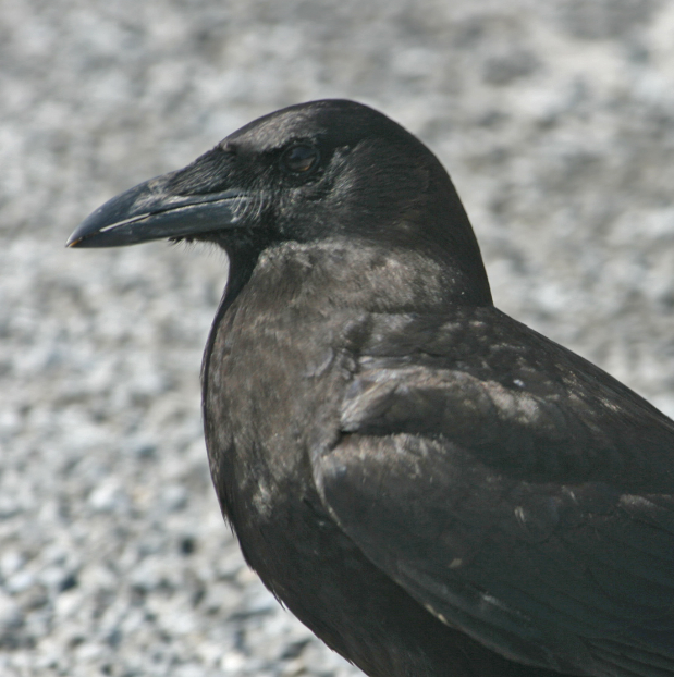 历史上有哪些乌鸦嘴