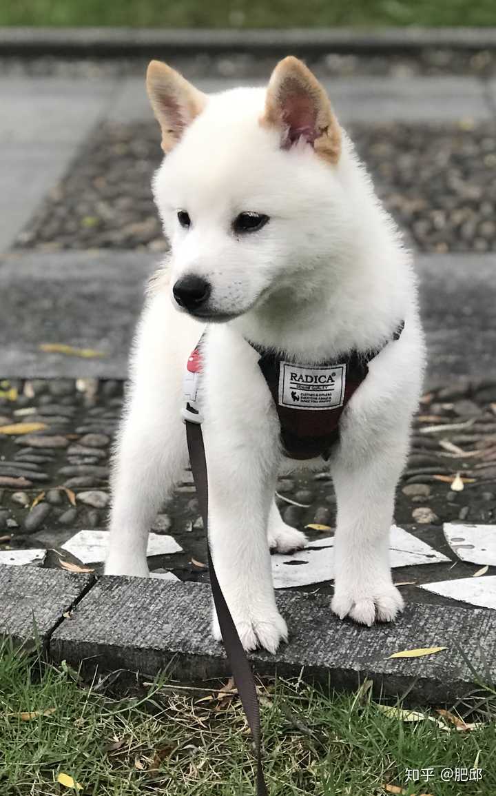 白色柴犬属于什么品种 相对于传统柴犬较为珍贵吗 知乎