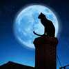 屋顶上的猫
