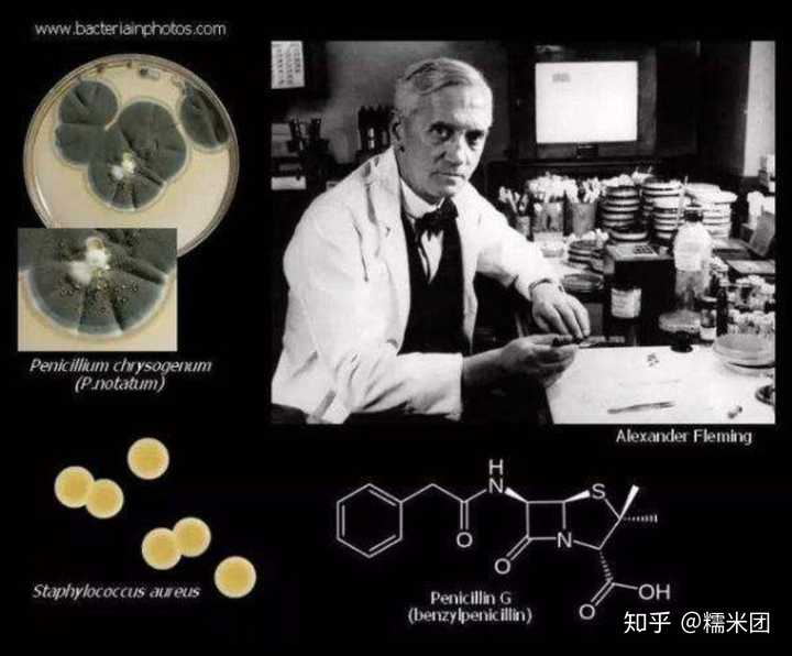亚历山大·弗莱明于1923年发现溶菌酶,1928年首先发现了青霉素