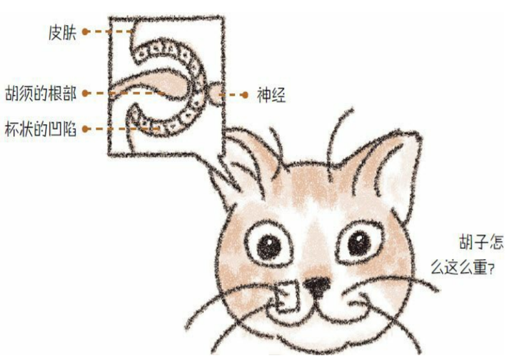 猫哪些看似无理取闹的行为蕴含了深层的原因 如何应对 知乎