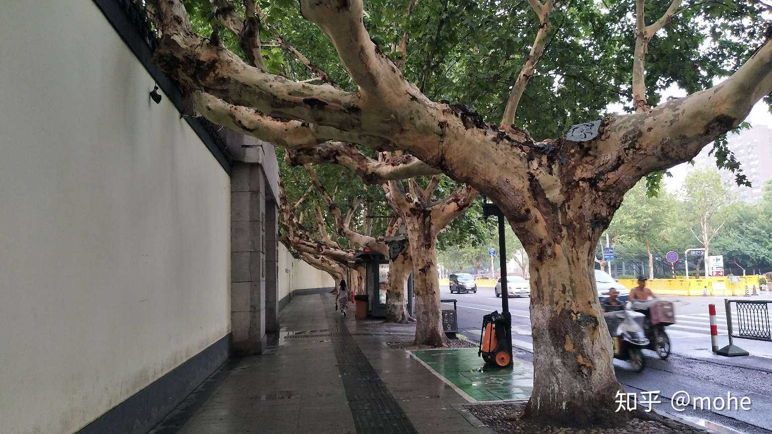 里面的建筑很有特色,放我们沿路出来的时候,看着硕大的梧桐树,心里很