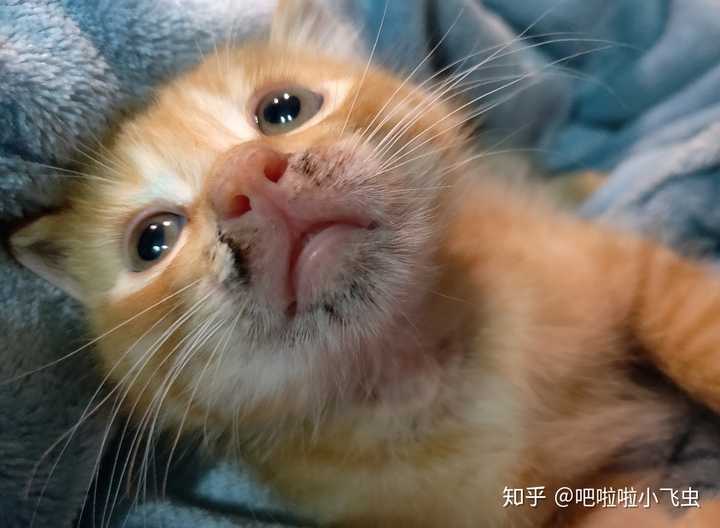 如何劝自己不要养猫呢 知乎