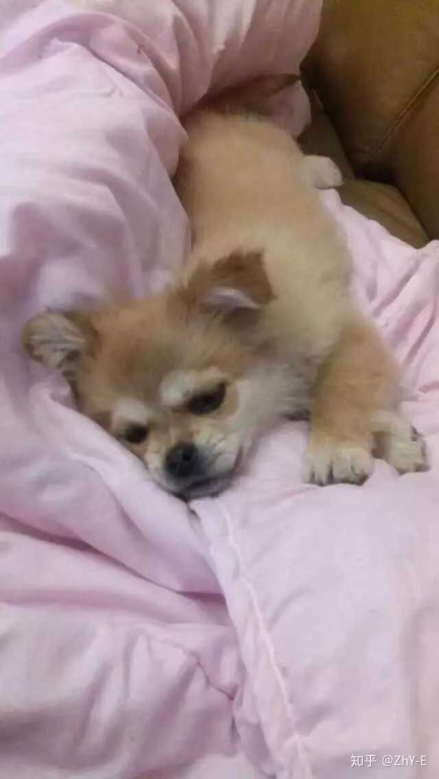 把土狗养成高级犬是一种怎样的体验 知乎 把土狗养成高级犬是一种怎样的体验 知乎