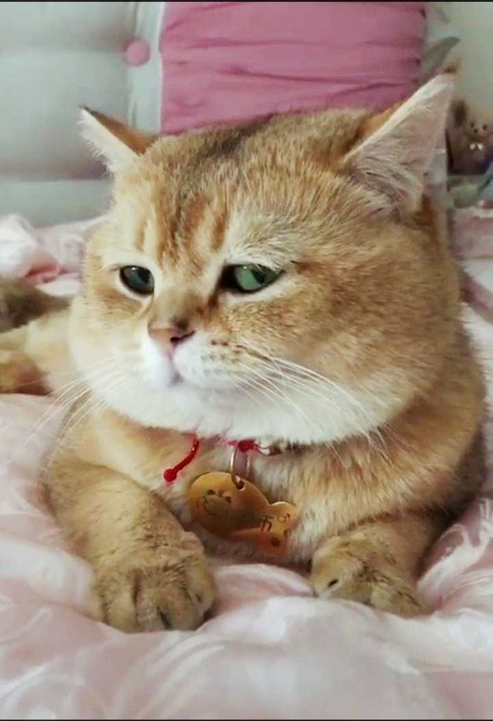 大熊猫的脾气怎么样 知乎 大熊猫的脾气怎么样 知乎