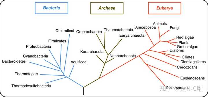 细菌是动物还是植物 知乎