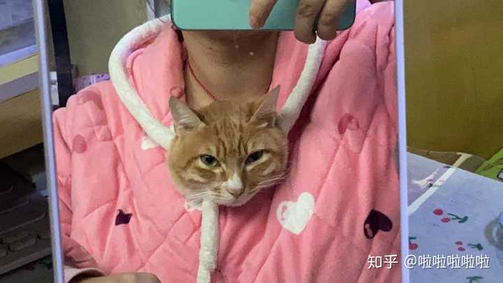 土猫可以当成宠物猫养吗 知乎