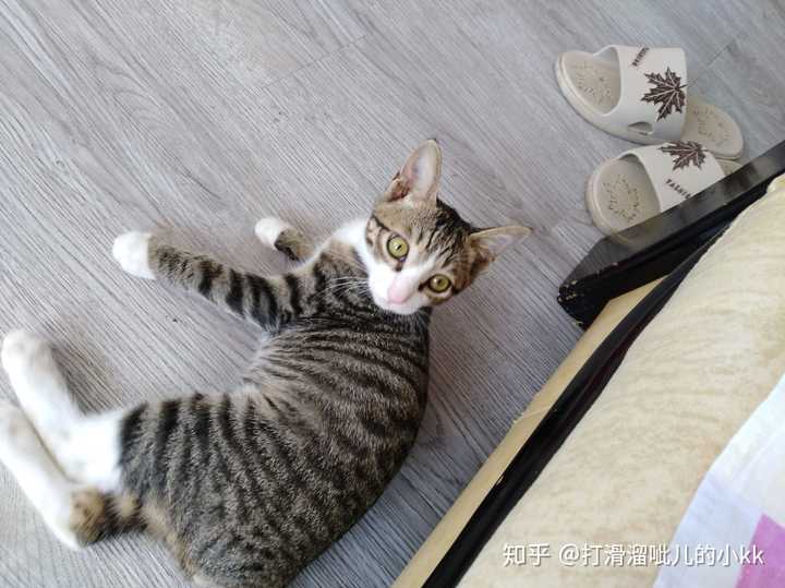 狸花猫白脚图片