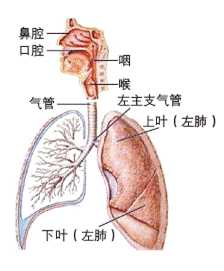 跑步 用胸腔呼吸还是用腹部呼吸好 知乎