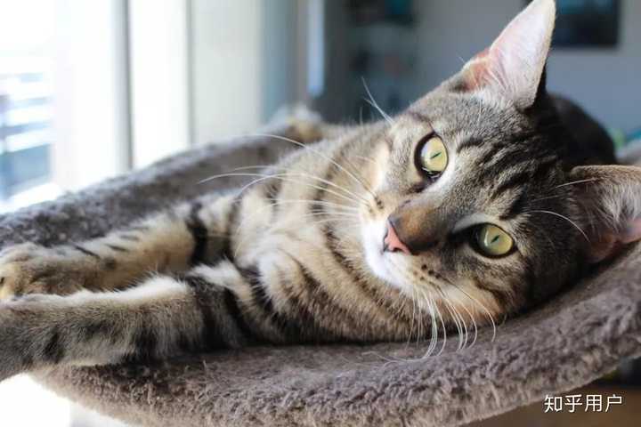 中国有哪些本土的猫咪? - 知乎