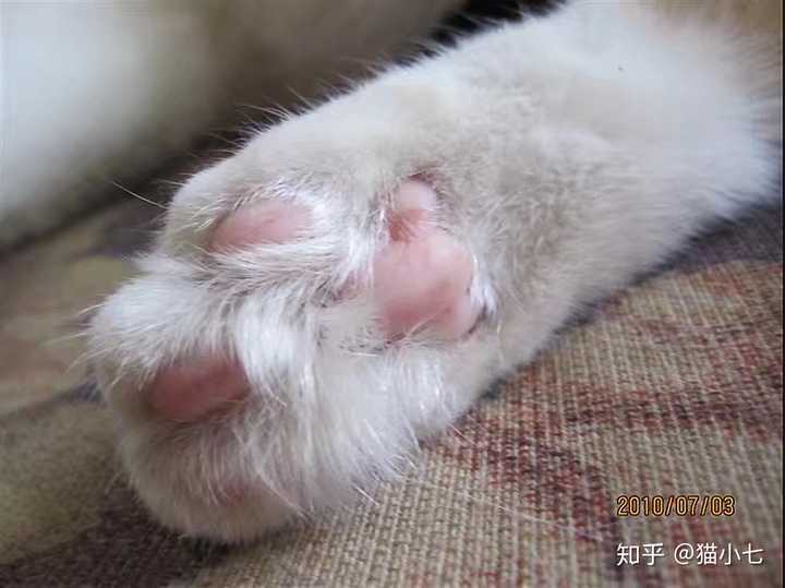 猫咪的肉垫可以萌到什么程度?