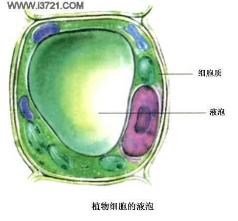 有谁知道液泡在各种生物中是如何分布的?只有植物存在液泡吗? - 知乎