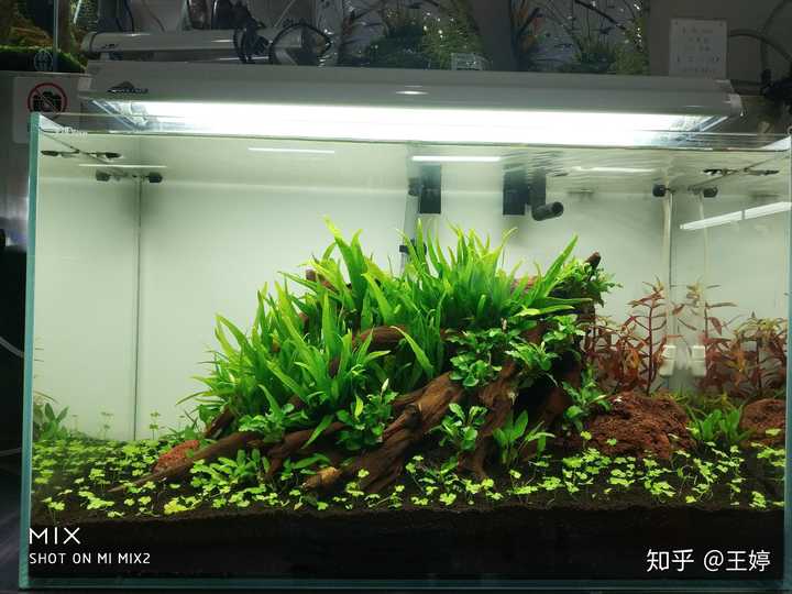 新人入坑水草缸 求大神科普水草知识 包括水草种类 品名习性等 水族书籍推荐的回答 知乎