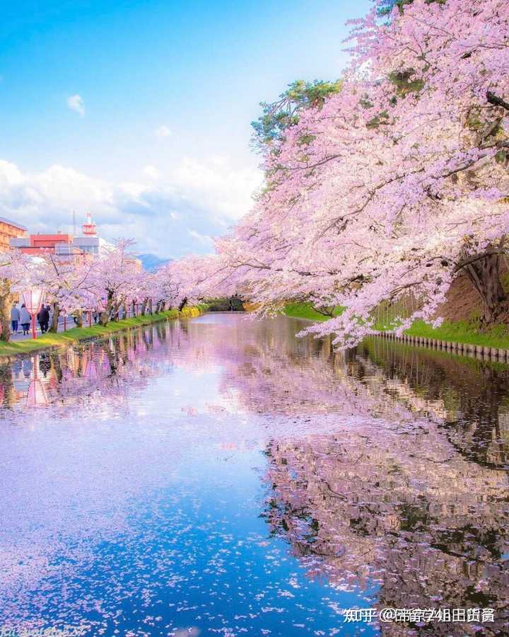 去日本弘前樱花园赏花需要做什么准备? - 知乎