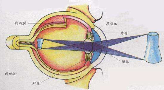 关于眼球反射图案映像倒置 万能的眼科医生的回答 知乎