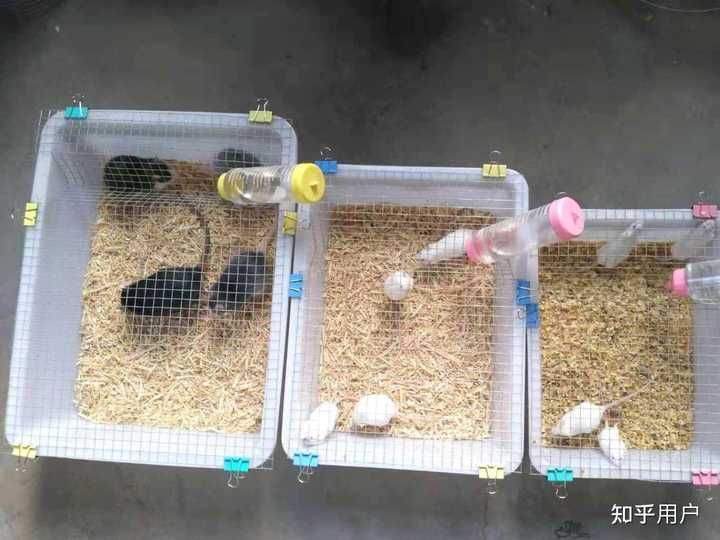 花枝鼠怎么养呢?新手该注意什么呢? - 知乎