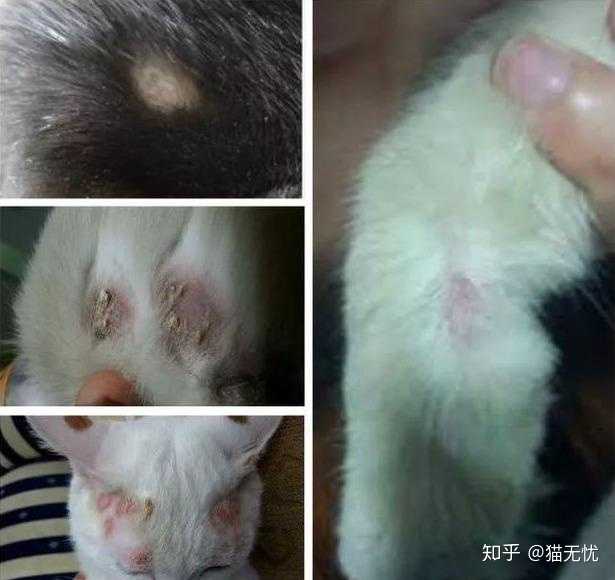 怎样才能彻底治愈猫癣 知乎 怎样才能彻底治愈猫癣 知乎