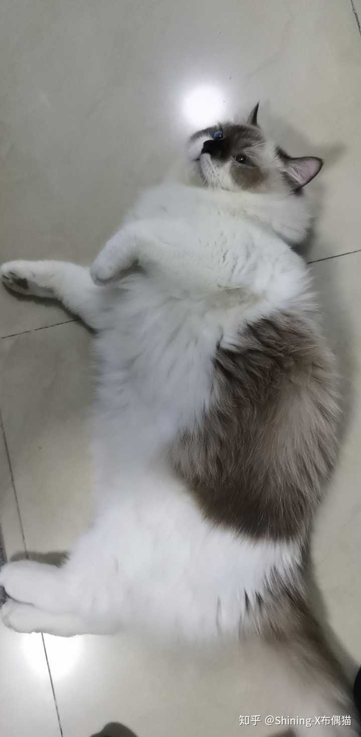 黑鼻子黑耳朵,也没有蓬蓬的毛,宠友都说被坑了,实在不懂布偶猫怎么看