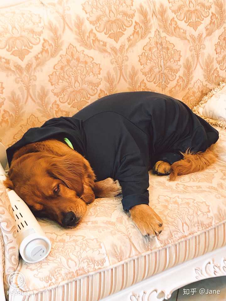 你家小动物有哪些「睡得真香」的睡姿?