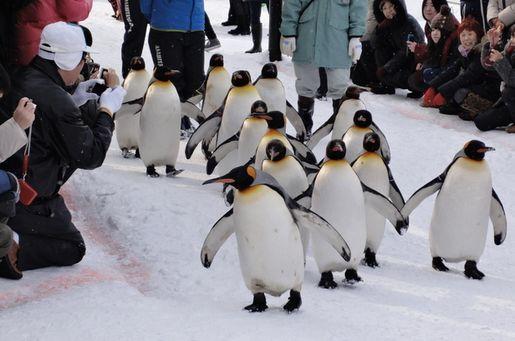 如何评价上海动物园企鹅漫步活动?