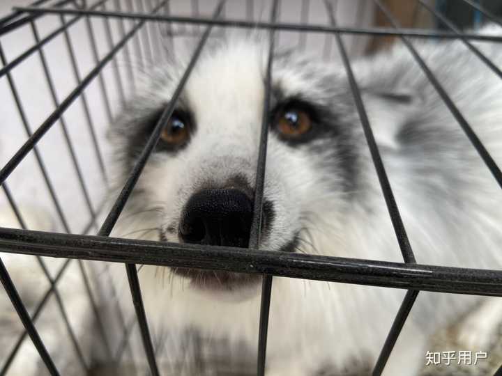 有哪些长得像狐狸的狗? - 知乎
