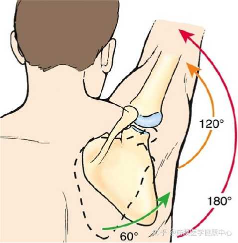 向前拥抱为什么肩胛骨外旋 肩胛骨外旋多少度 Duboot网