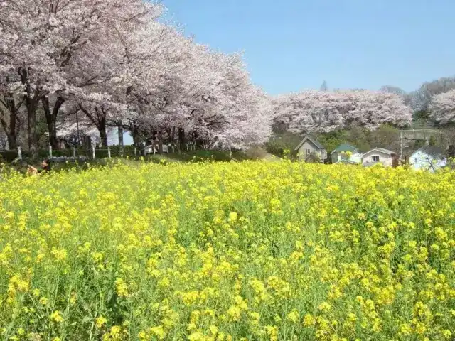 日本三月樱花比较偏门的观赏地点有哪些 知乎