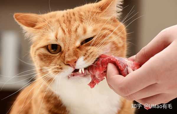 家猫身上一定会有弓形虫吗 知乎 家猫身上一定会有弓形虫吗 知乎