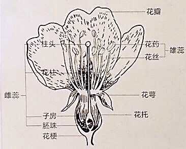 为什么 生活大爆炸 中谢尔顿说草莓 严格来说不算水果 知乎