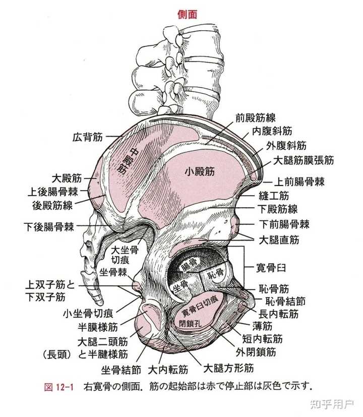 耻骨为什么叫耻骨? - 知乎