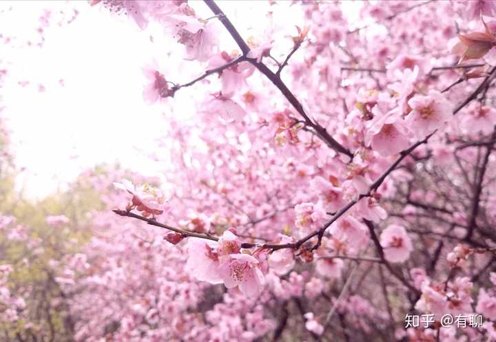 有没有高清微信背景图 粉色日系樱花类的 知乎