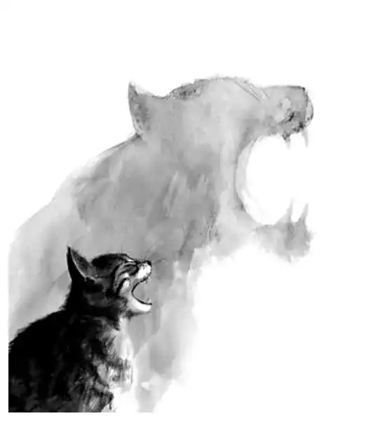 第一次养猫 养公猫好还是母猫好 知乎 第一次养猫 养公猫好还是母猫好 知乎