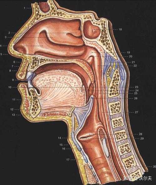 喉咙与声带的位置图片图片