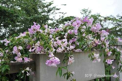 院子里想种一架花木 要求多年生 藤蔓 花香好看 结果 驱虫蛇 可用于中药 请问大家可有选择 知乎 院子里想种一架花木 要求多年生 藤蔓 花香好看 结果 驱虫蛇 可用于中药 请问大家可有选择 知乎