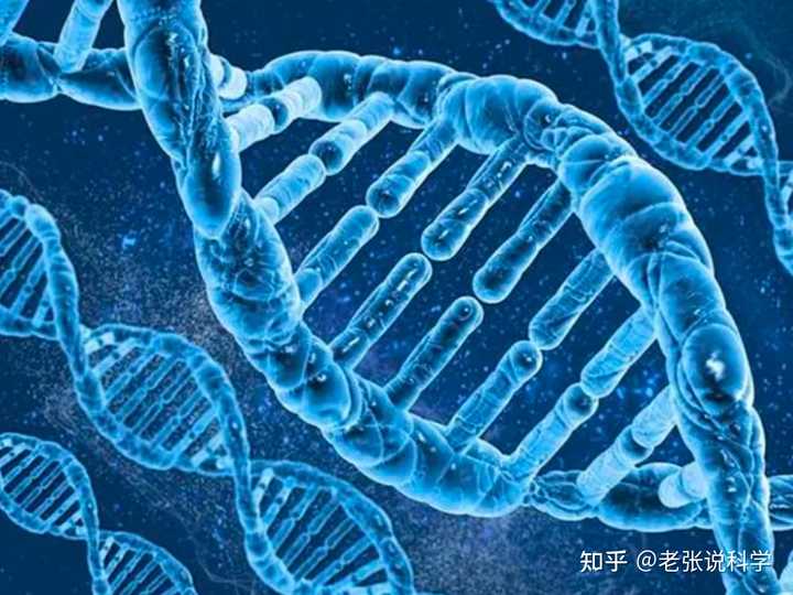 人体细胞核每条DNA对应一个染色体是吗,染色体有很多核小体构成,核小体外围就是一条DNA缠绕在一起? - 知乎