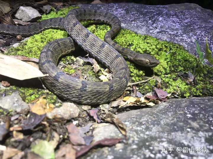 你们有哪些一不小心碰到蛇的难忘经历?