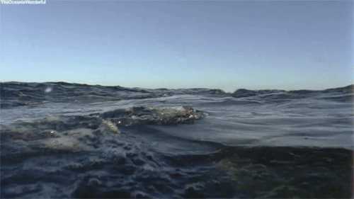 有哪些深海恐惧症看了会害怕的图片?