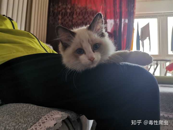 如何买到东北布偶猫 知乎